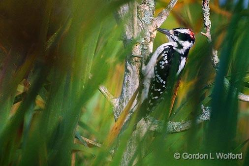 Woodpecker Through Marsh Grass_51146.jpg - Male Hairy Woodpecker (Picoides villosus) photographed near Dunsford, Ontario, Canada.